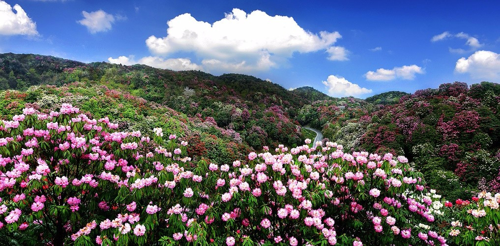 百里杜鹃独享丨坐直升机赏一个人的花海,住索玛花园酒店享陶渊明般的