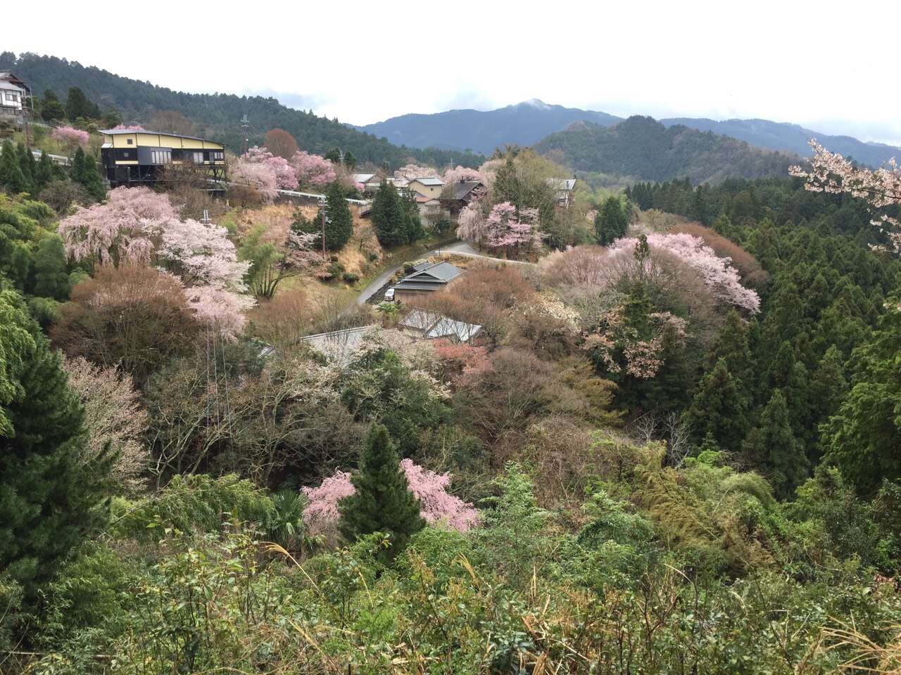 吉野町吉野山攻略,吉野町吉野山门票/游玩攻略/地址/图片/门票价格