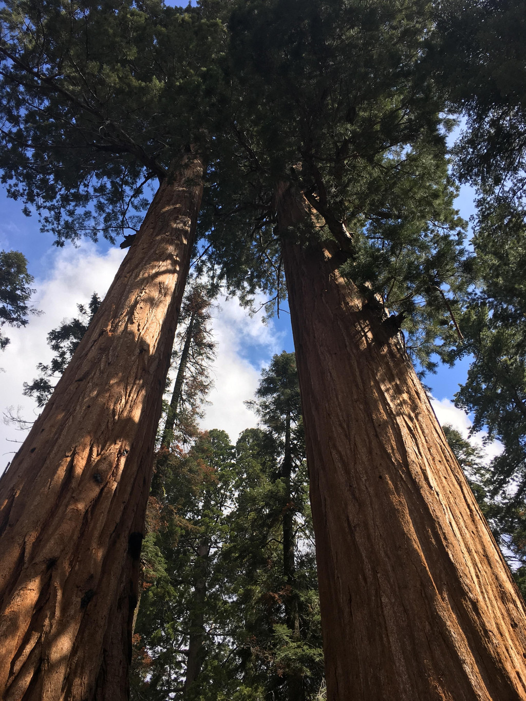 美景不分国界,2017再闯美西之:美国红杉树国家公园(sequoia national