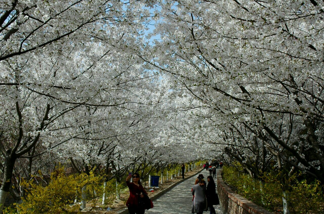 樱花山风景区