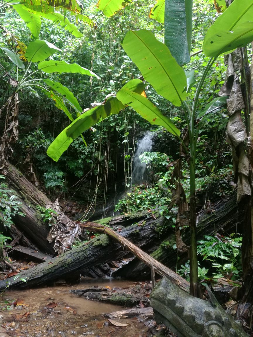 莫里热带雨林景区