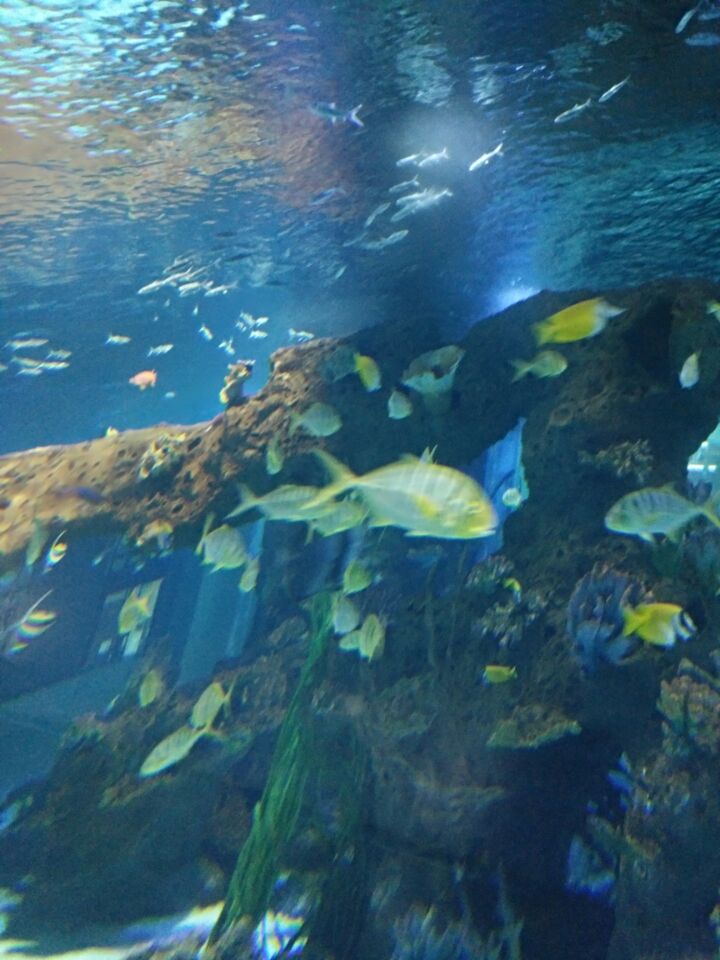 【携程攻略】兰州兰州极地海洋世界景点,总体来说地方不大,40分钟左右