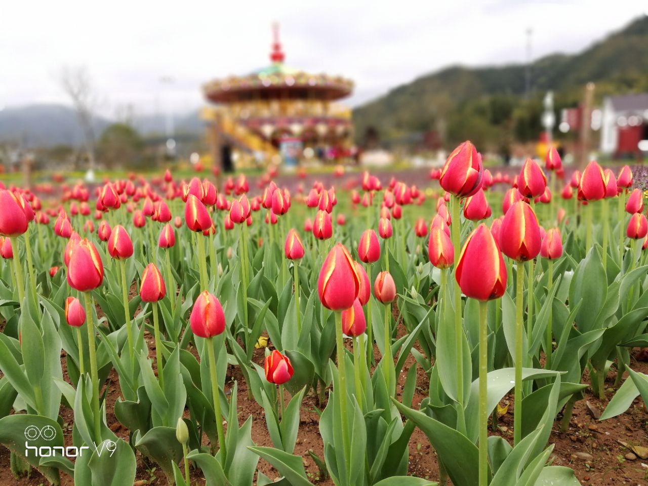 赛石城花乐园旅游景点攻略图