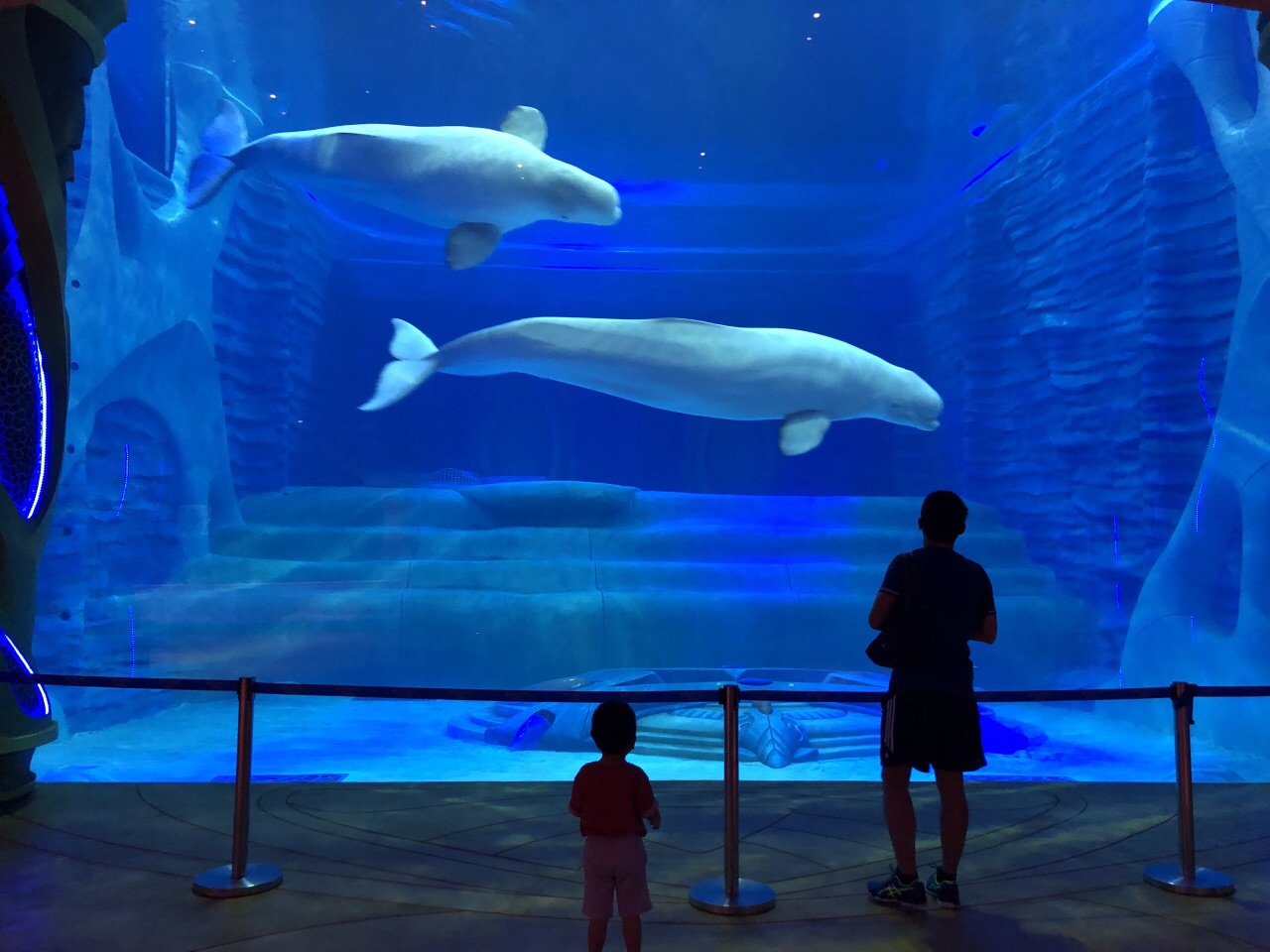 三亚亚特兰蒂斯失落的空间水族馆