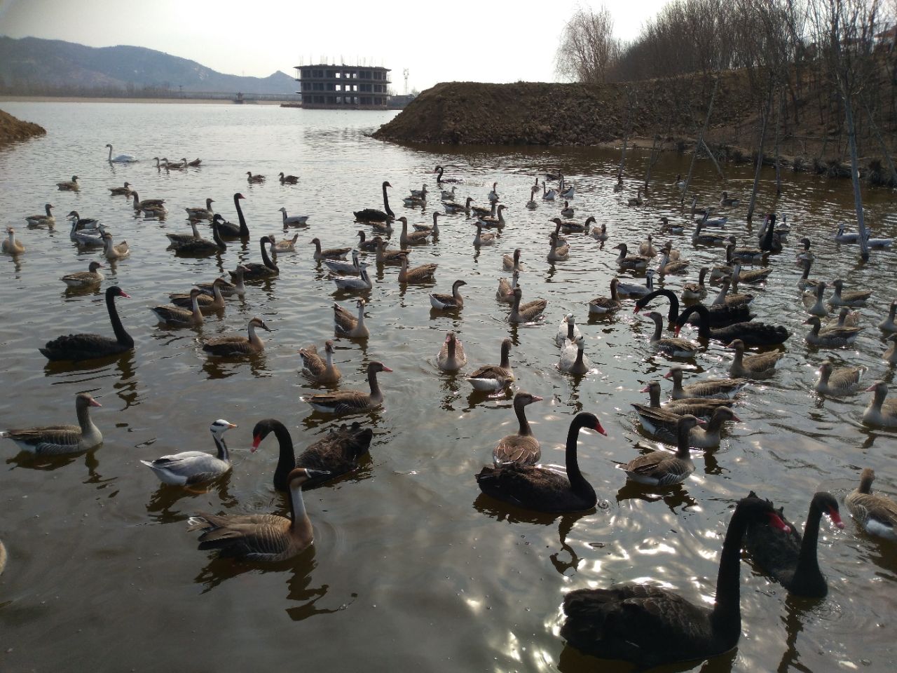 泰安天鹅湖景区好玩吗,泰安天鹅湖景区景点怎么样_点评_评价【携程