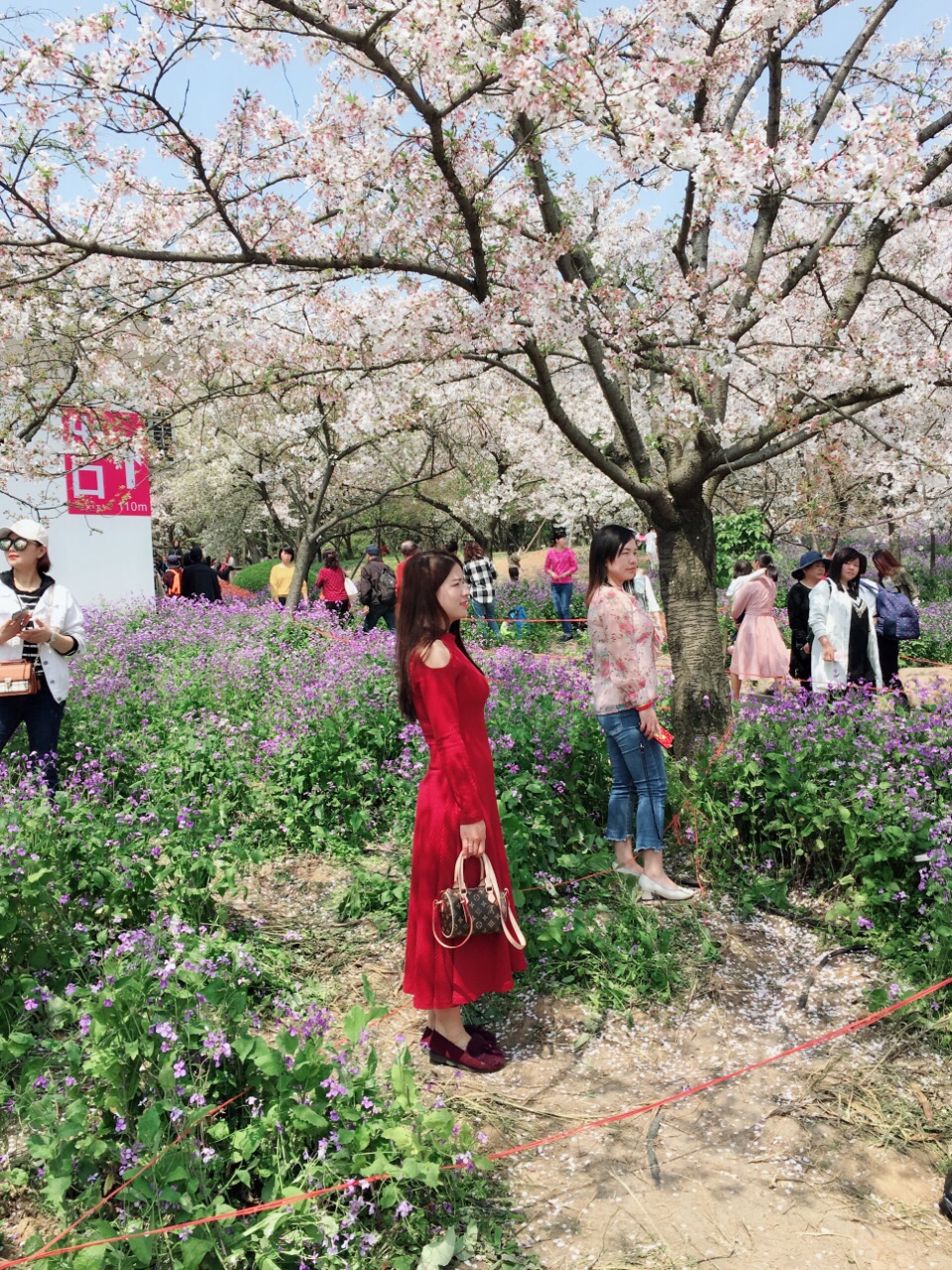 2019东湖樱花园_旅游攻略_门票_地址_游记点评,武汉