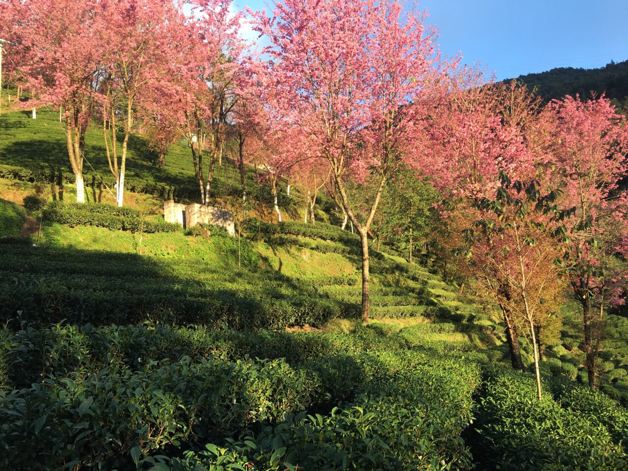 无量山樱花谷