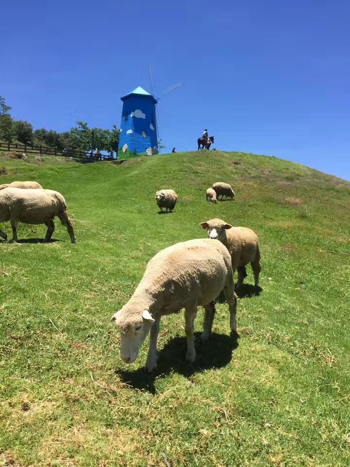 农场人气很旺的景点,绵延不尽的青葱草原,牛羊群不时穿梭于其中,远山