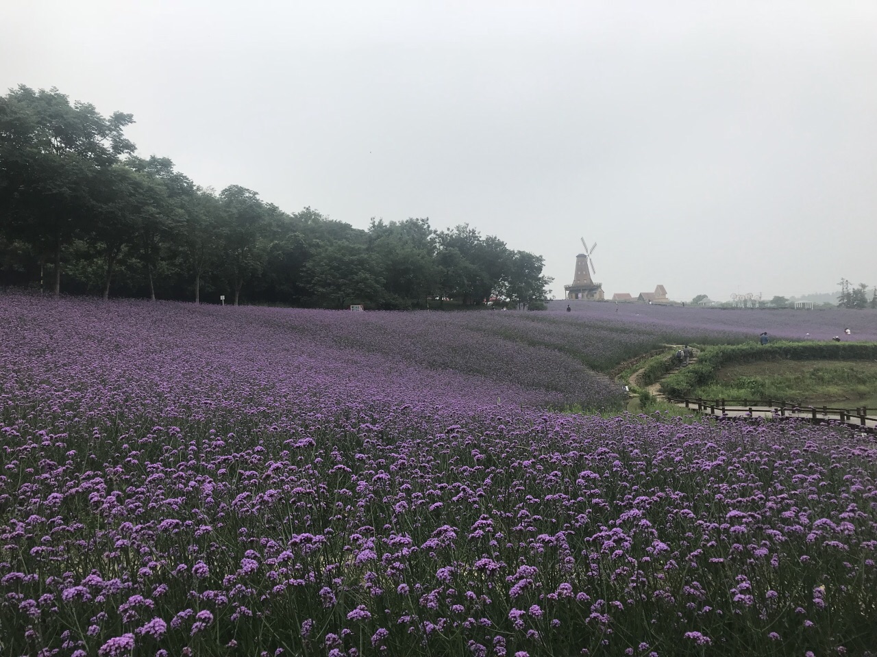 南京谷里薰衣草庄园好玩吗,南京谷里薰衣草庄园景点样