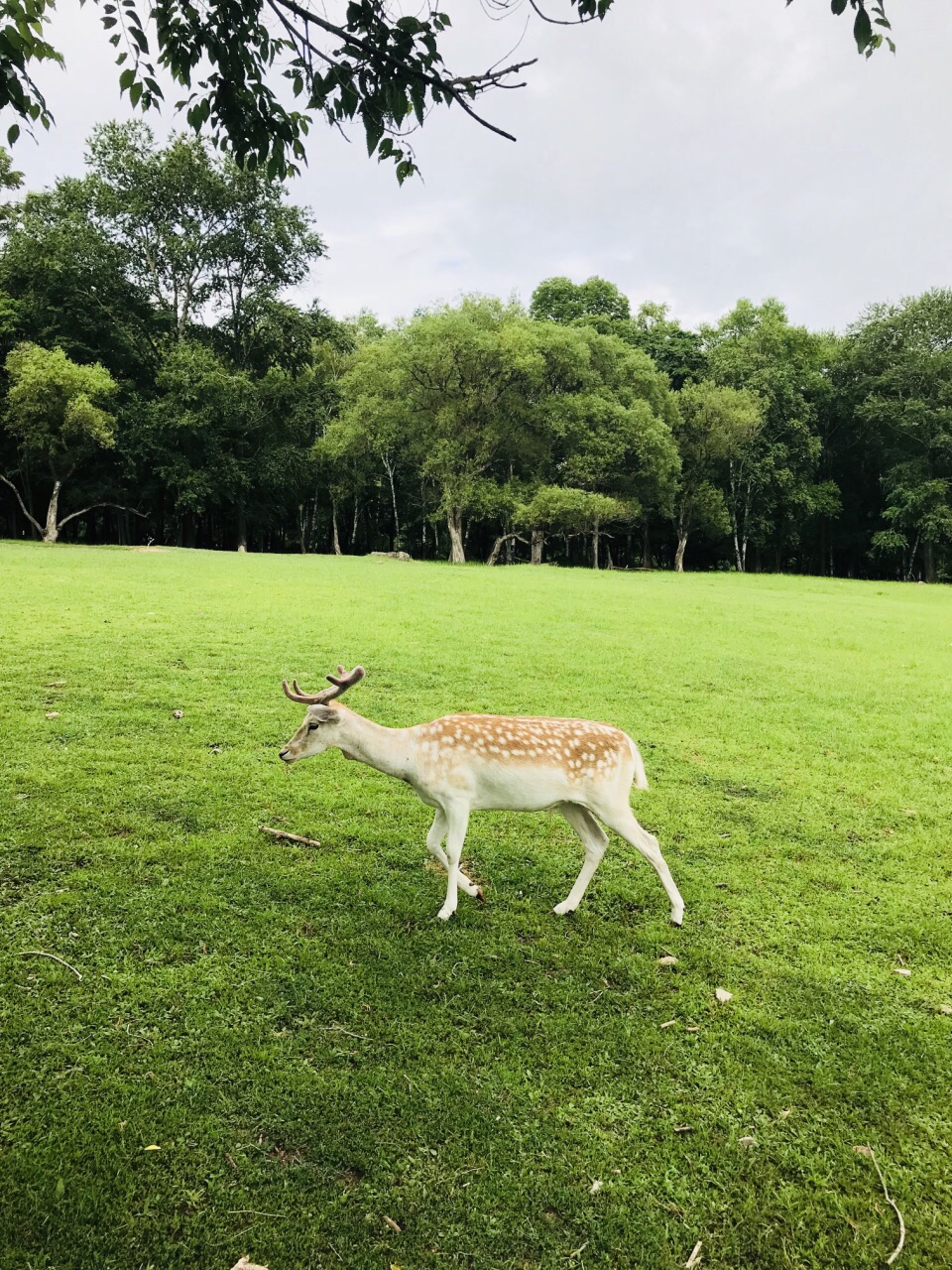 哈尔滨平山神鹿旅游区好玩吗,哈尔滨平山神鹿旅游区样