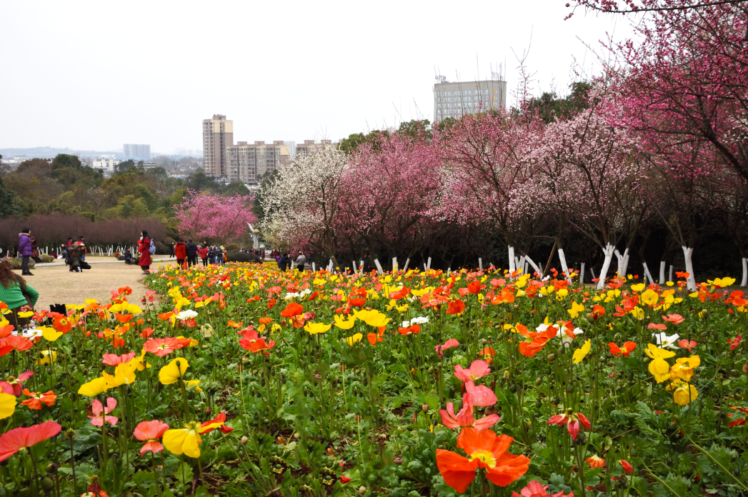 【携程攻略】成都成都植物园适合朋友出游旅游吗,成都