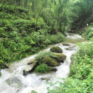 桃花江国家森林公园