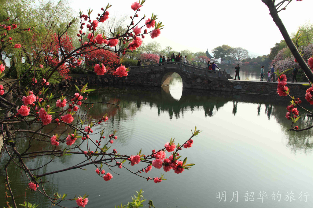 带着爸爸清明乐游无锡蠡园桃花,太湖鼋头渚樱花(海量美图)