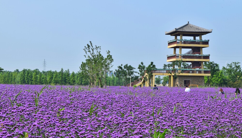 杭州湾海上花田