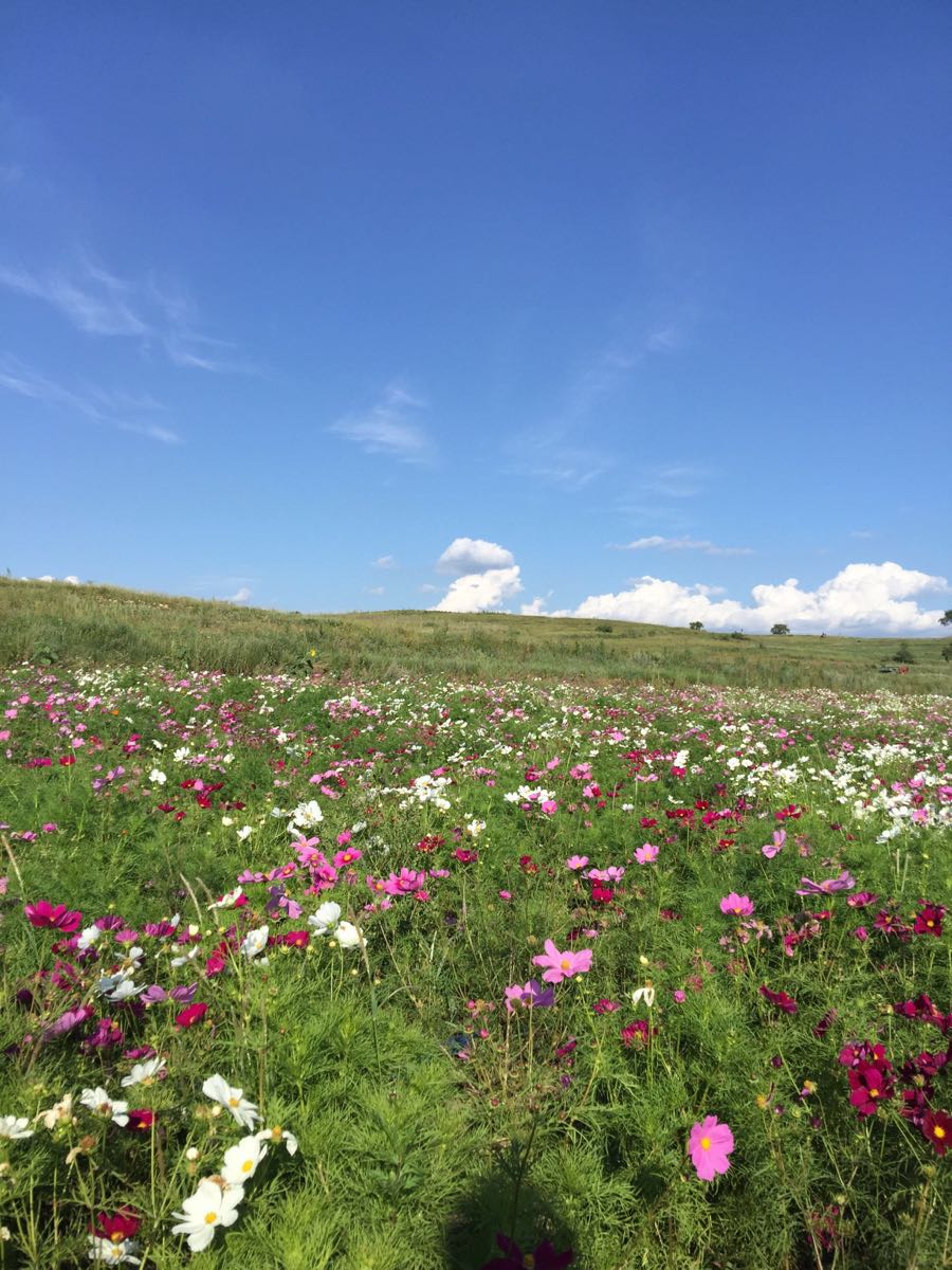 略图旅途旅游景点攻攻略天路草原华山图片
