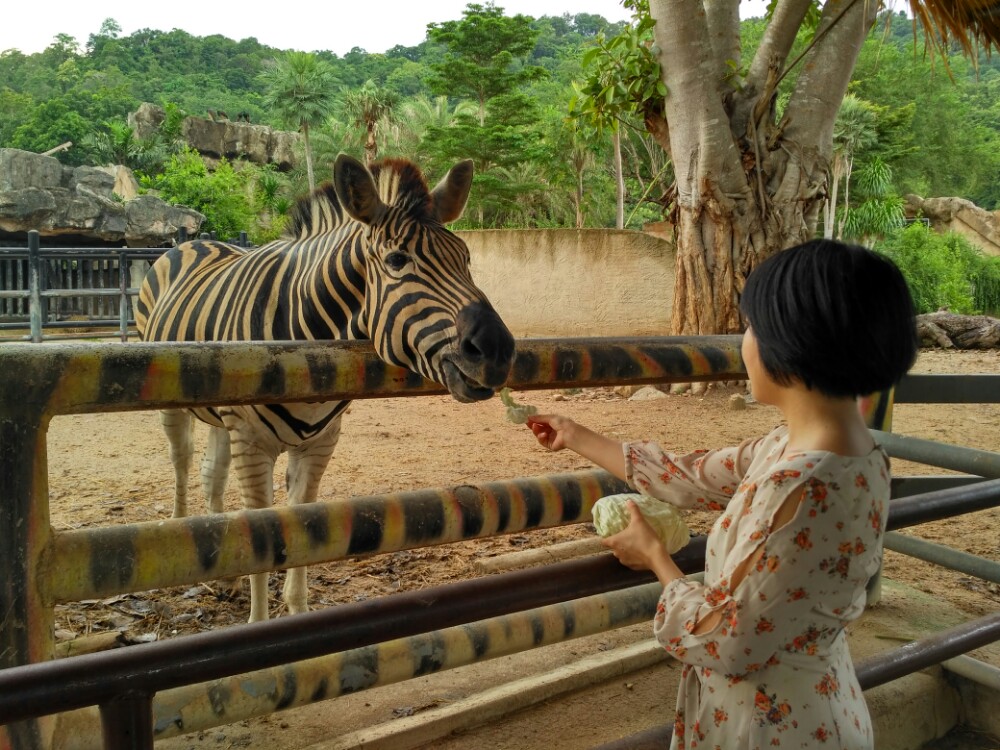 绿山动物园khao kheow open zoo