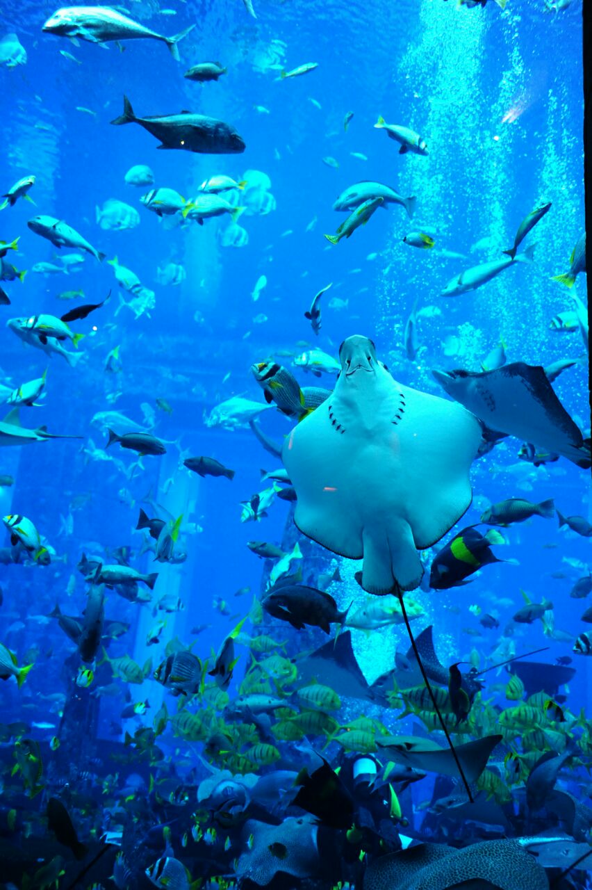 失落的空间水族馆