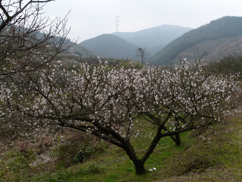 探秘湖州梅花谷,漫步古韵荻港村