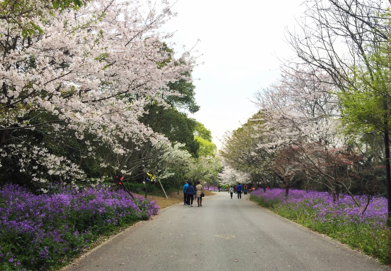 2019上海滨江森林公园_旅游攻略_门票_地址_游记点评