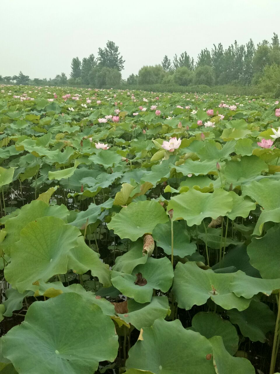 泗洪洪泽湖湿地旅游景点攻略图