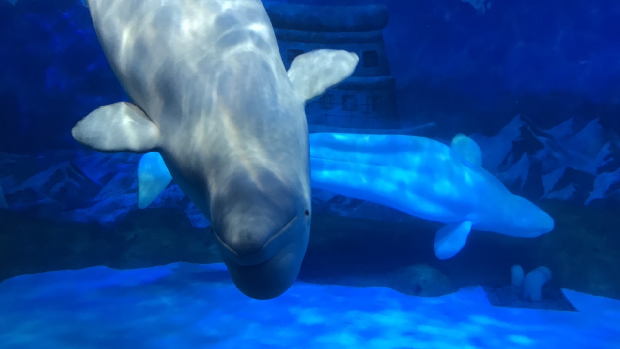 壁纸 动物 海底 海底世界 海洋馆 水族馆 鱼 鱼类 1200_900