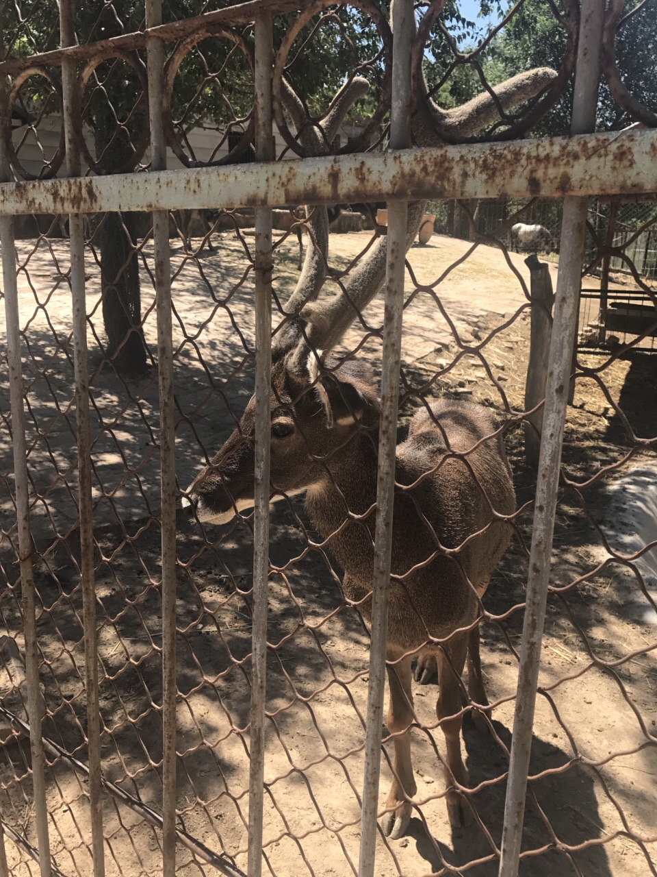 青藏高原野生动物园