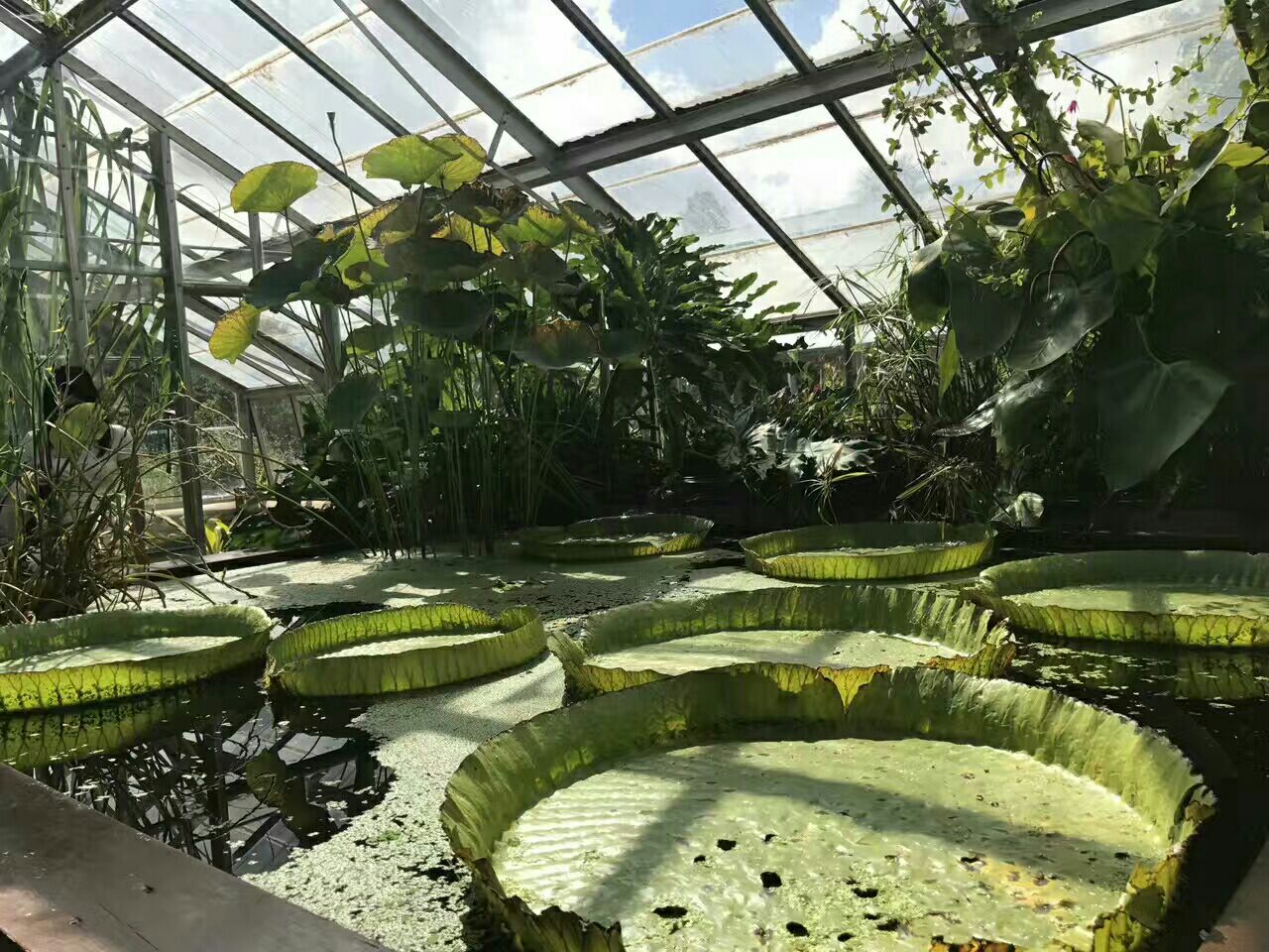 剑桥大学植物园