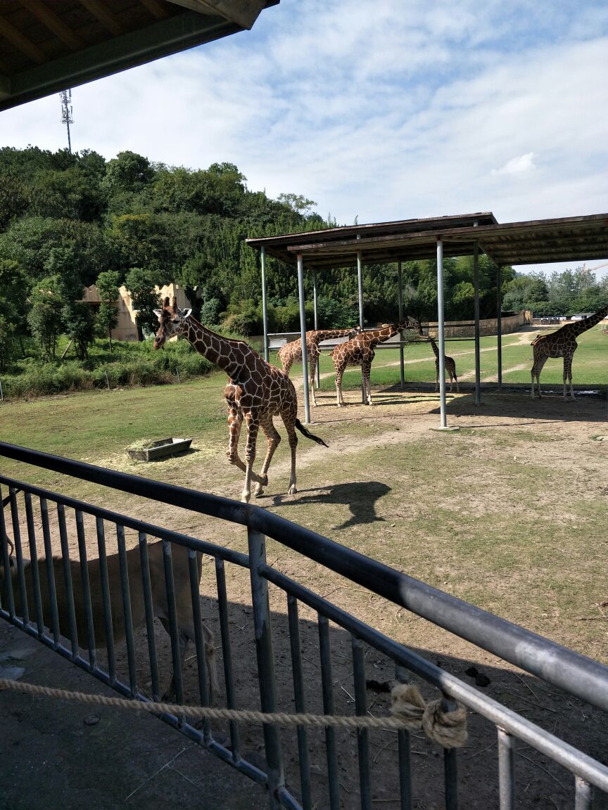 宁波雅戈尔动物园好玩吗,宁波雅戈尔动物园景点怎么样