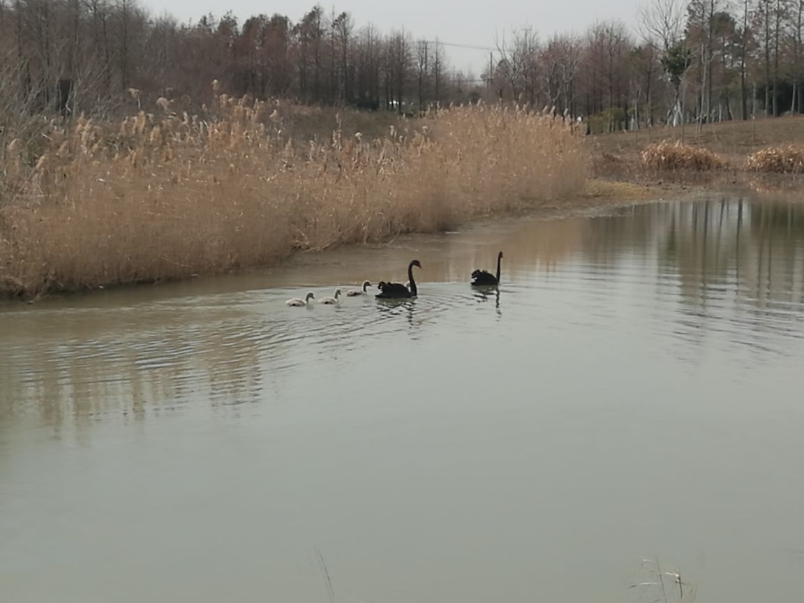 东滩湿地公园