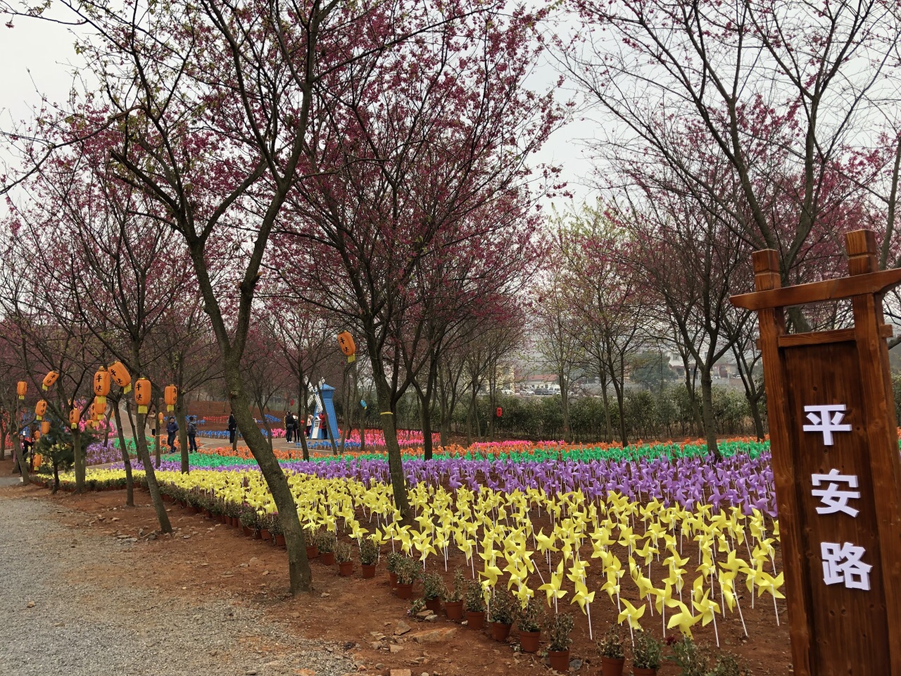 桂阳樱花园