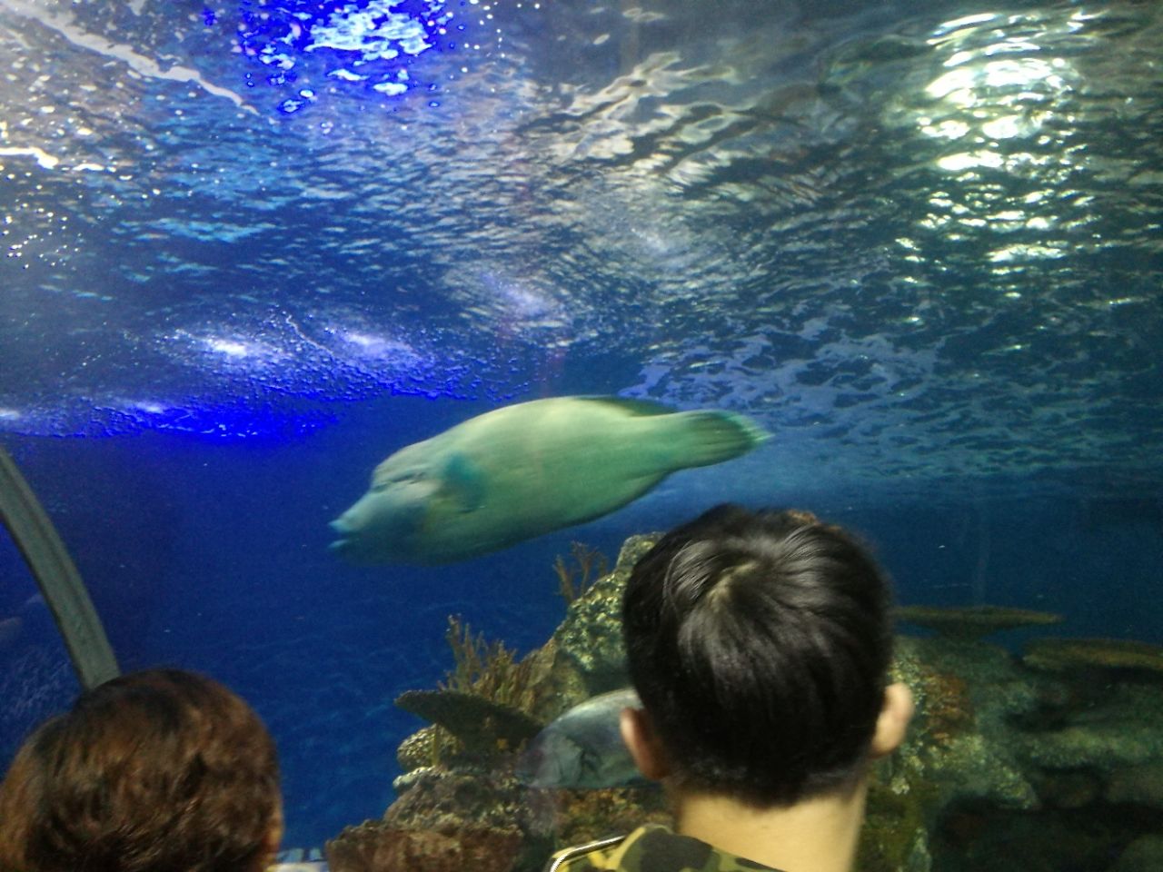 2019上海海洋水族馆_旅游攻略_门票_地址_游记点评