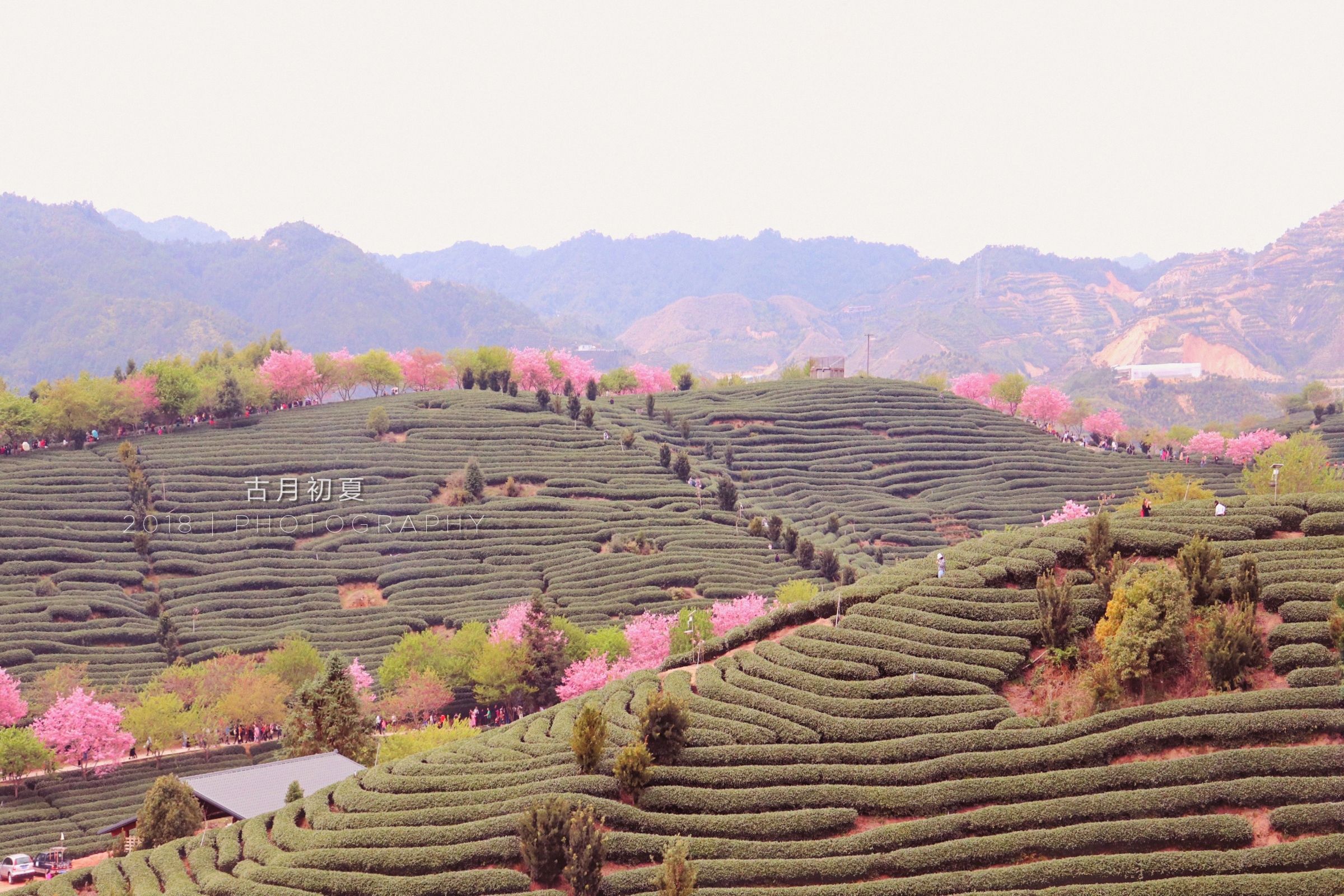 永福樱花园