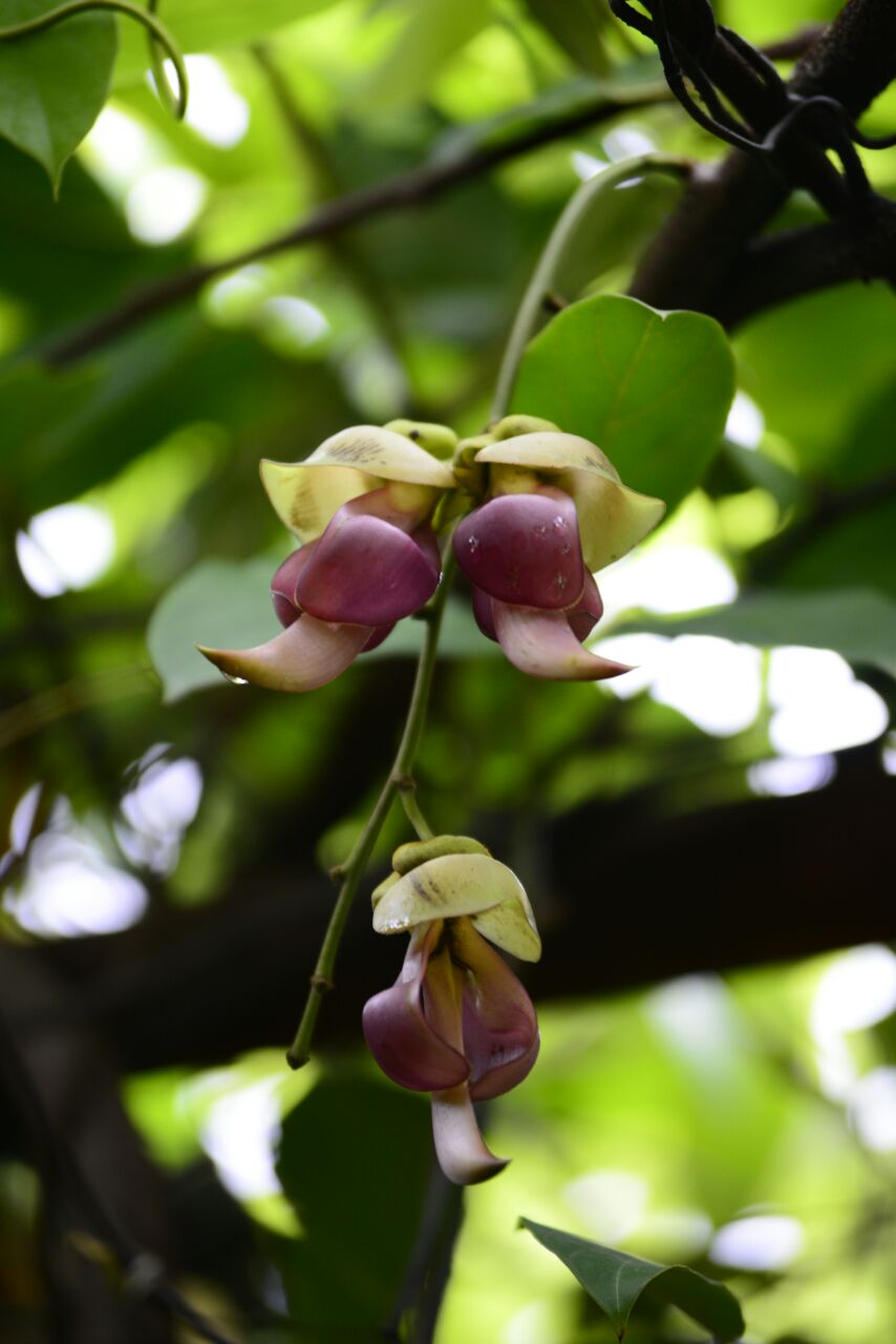 清远市(市花)禾雀花基地