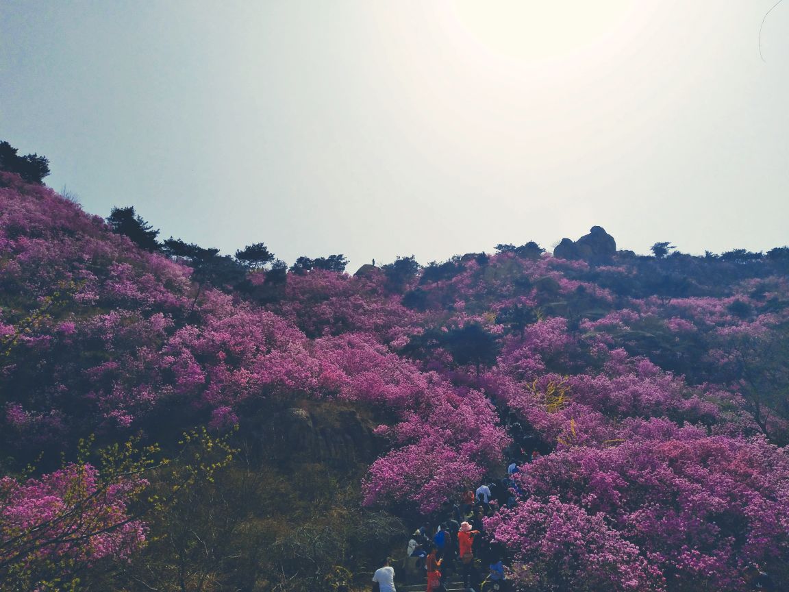杜鹃花漫山遍野太好看了! 观花云径有点抖