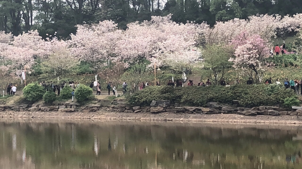 省植物园樱花会所