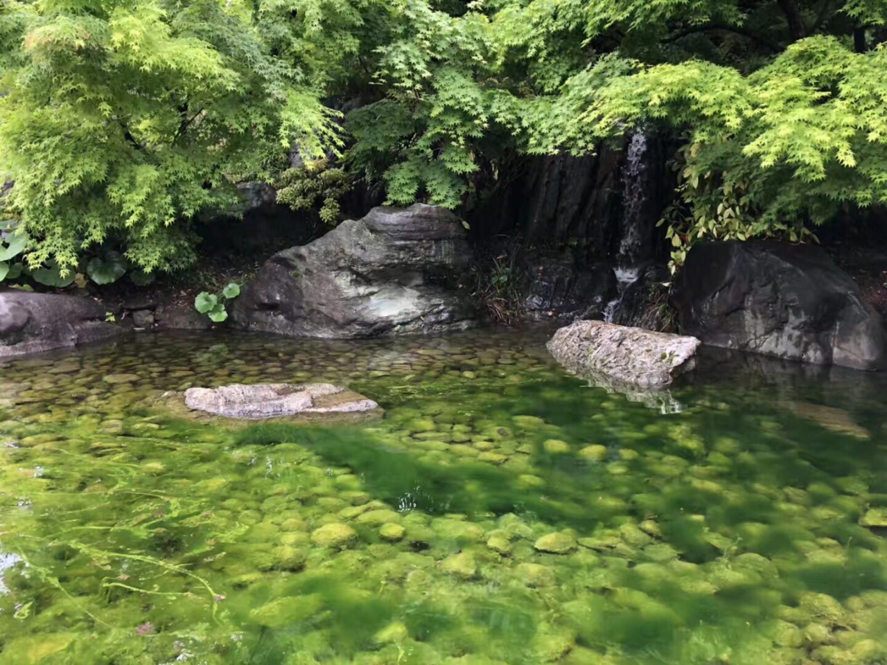 松本城,本身全黑的建筑加上红色的埋桥,也搭配上绿色的植物 万绿城中