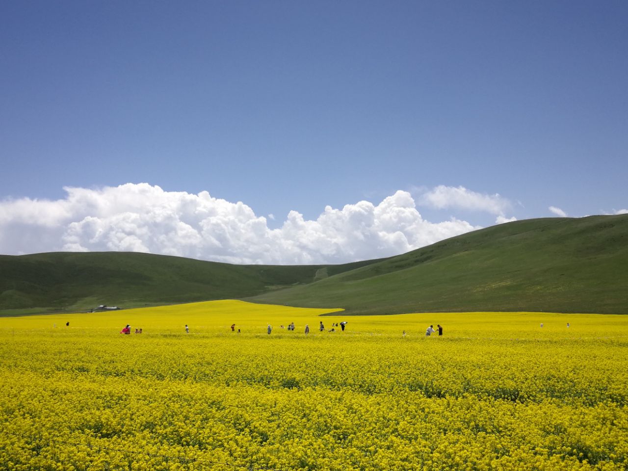 门源油菜花旅游景点攻略图