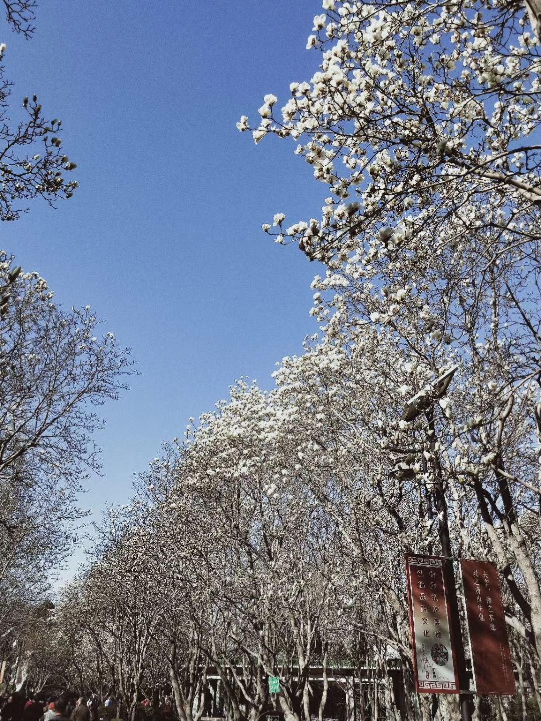 百花公园旅游景点攻略图