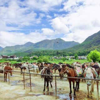 茶马古道美泉马场