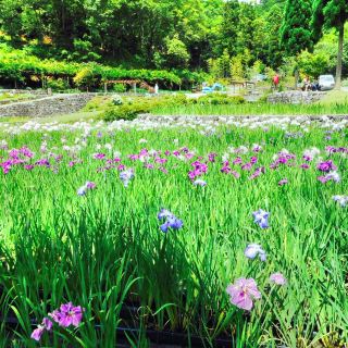 播州山崎花菖蒲园 景点 运动活动 自然风光 园林/花园 建筑人文 距