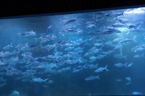 蔚蓝海洋水族馆   分