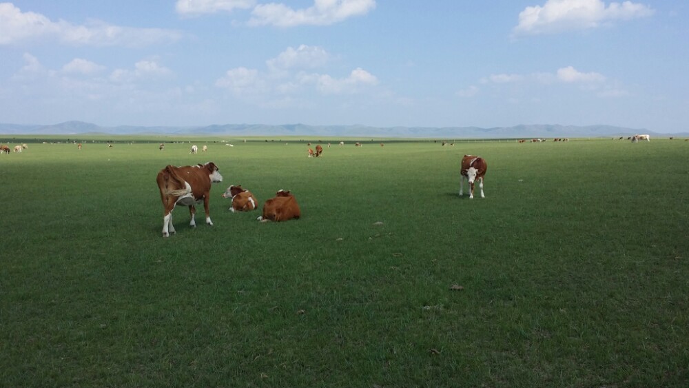 白音锡勒牧场景区