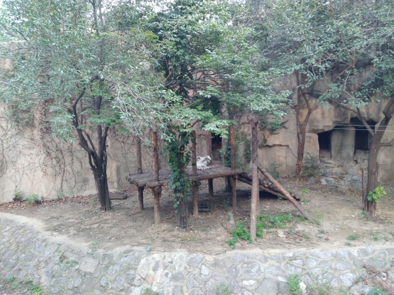 北京动物园真的很大,一天都逛不完,门票才15块,简直秒杀各种野生动物园。动物品种很多,而且每种动物的数量都不少,最关键的是动物很有活力,保存着野性。里面有很多濒危品种,在全国动物园都几乎难见,比如马来貘,倭蜂猴等,最喜欢看倭蜂猴,眼睛很大,很萌,动作非常缓慢,一步一步的爬在树干上,倒挂着伸懒腰,非常可爱。还有北极熊,第一次在非海底世界看到游泳的北极熊,一直在玩球,简直是排球高手,可以近距离看北极熊游泳玩耍还是很激动的,屁股圆滚滚的很可爱,熊掌黄黄的。大棕熊很懒,一直躺着不动,但是有游客喂食后就立马过来,还