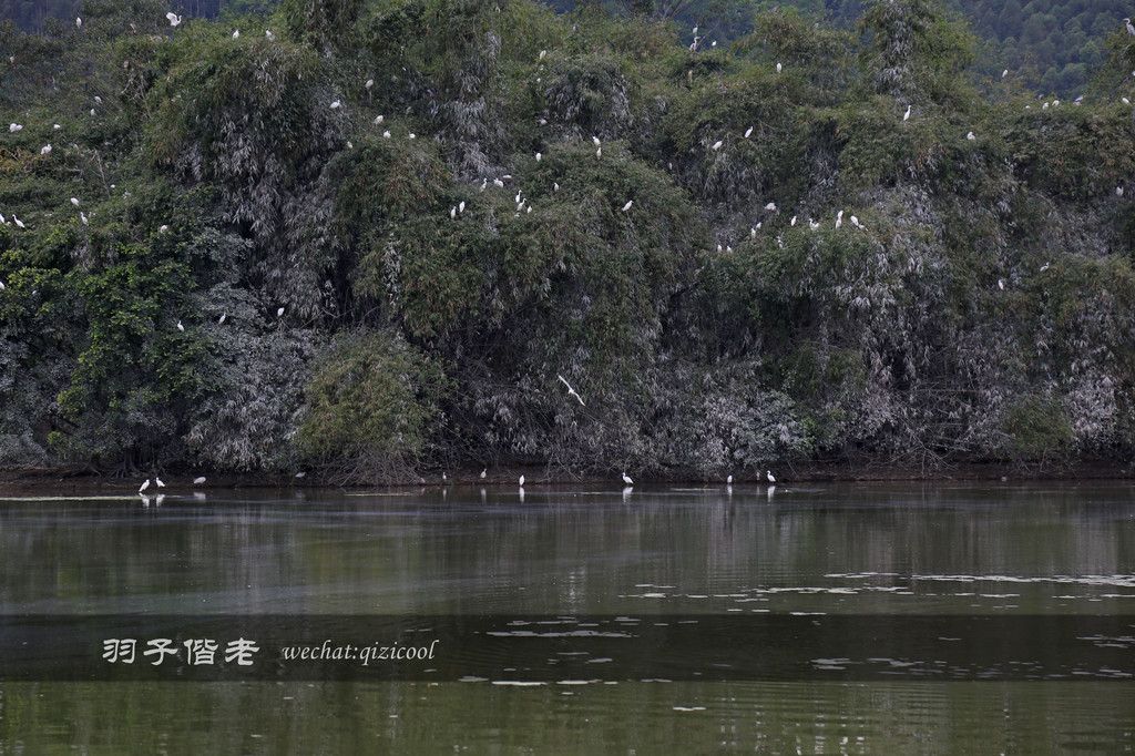 天湖鹭鸟生态邨占地面积约3000亩,湖泊面积约1000亩,山,水相映成趣,有