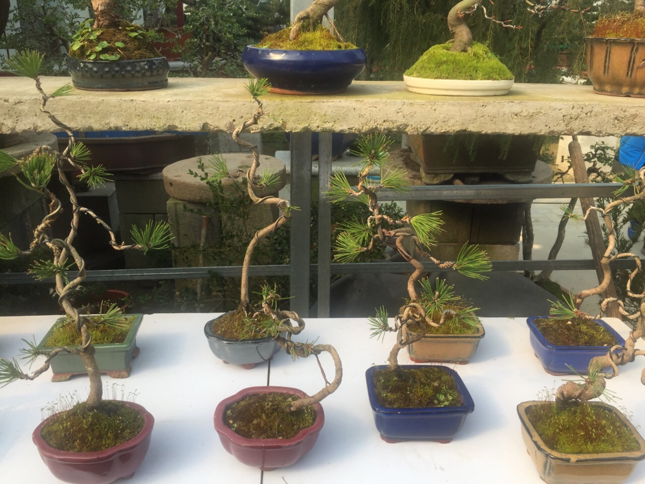 花木大世界