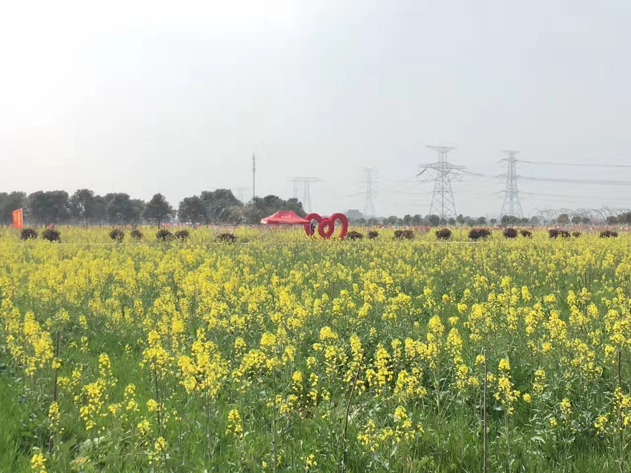 上海奉贤油菜花攻略,上海奉贤油菜花门票/游玩攻略/地址/图片/门票