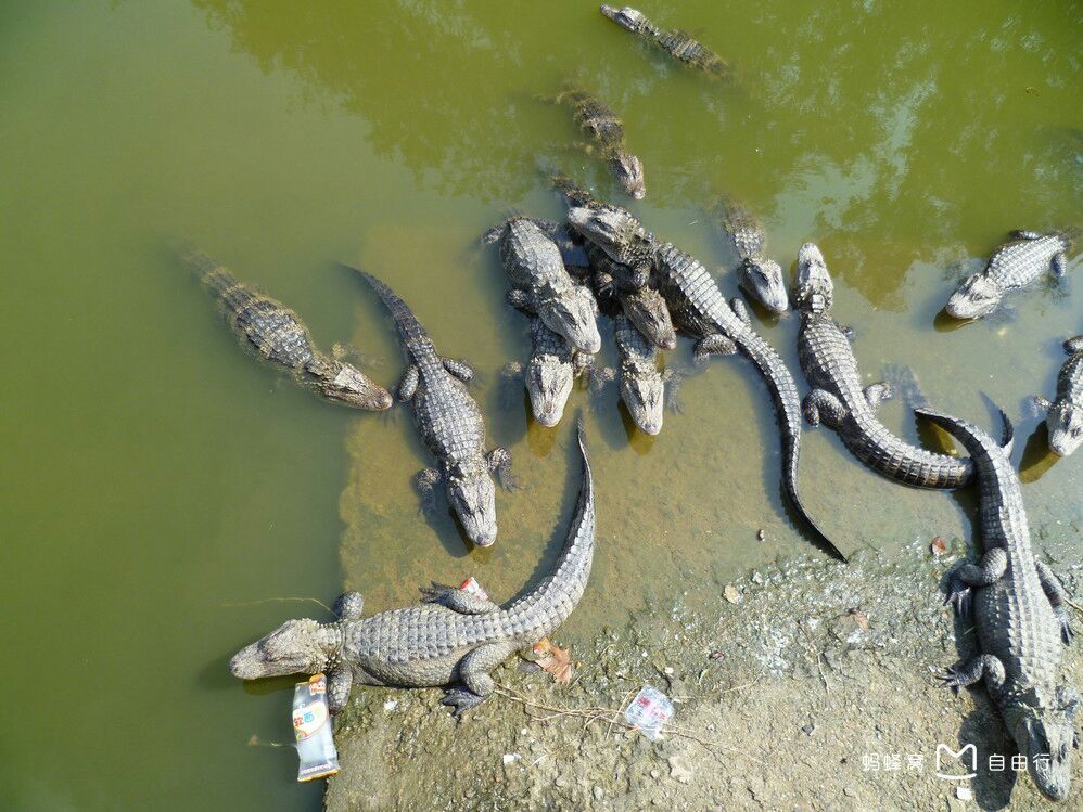 中国鳄鱼湖