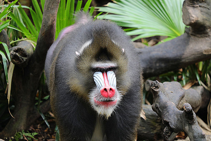 山魈又叫鬼狒狒,英文名mandrill,有天下第一猴的美称,这是母的山魈.