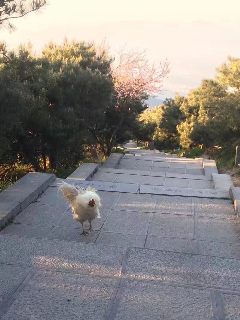 下山路上终于看到除我们之外的活物,一只炸毛的鸡