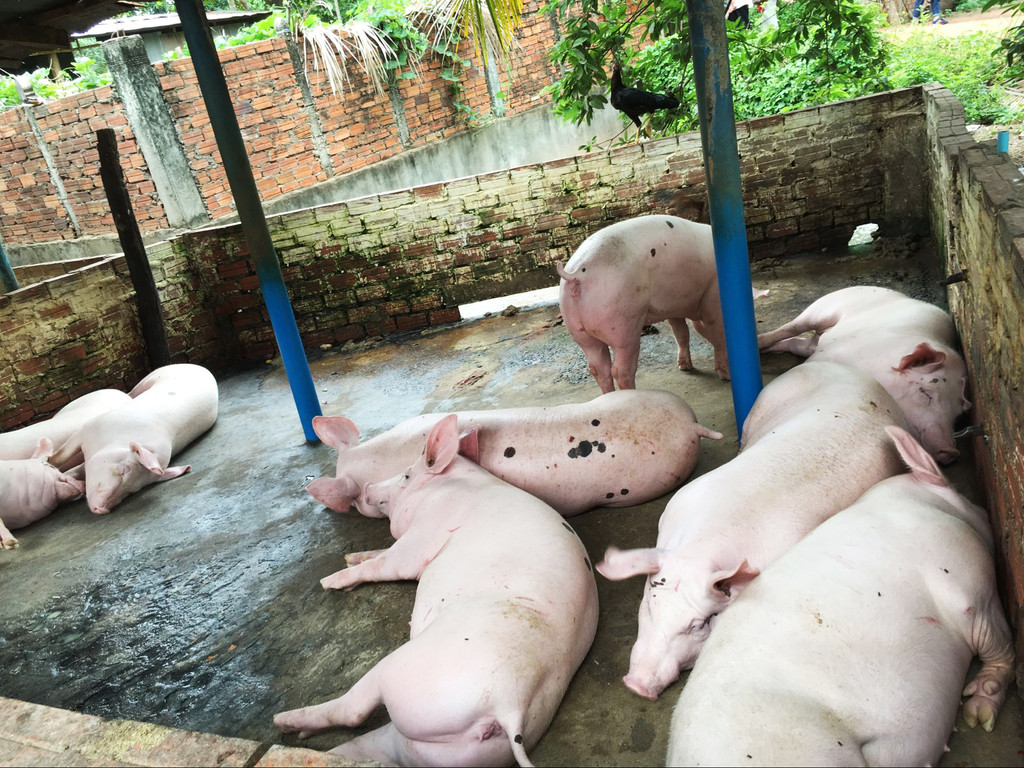 相比牛,这里的二师兄则养的白白胖胖.